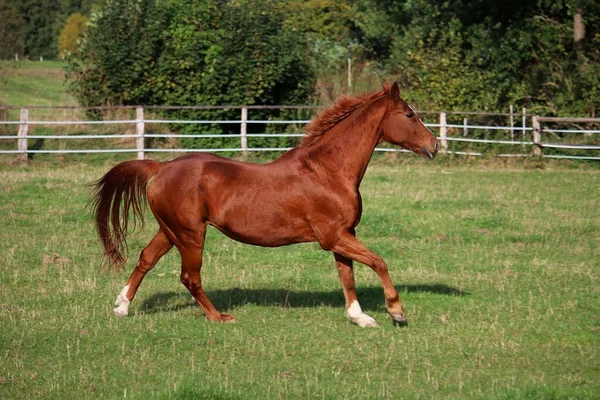 美しい茶色の馬がパドックで走っています — ストック写真