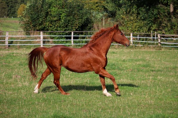 beautiful brown horse is running on the paddock