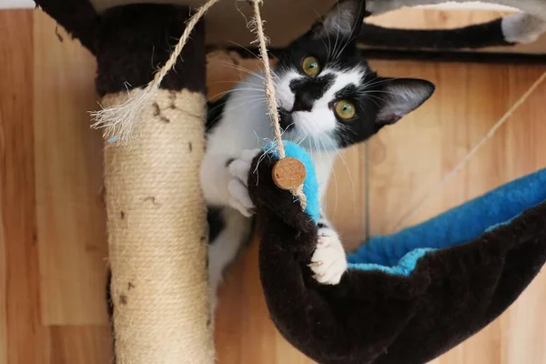 funny small black and white cat have fun on the scratching post