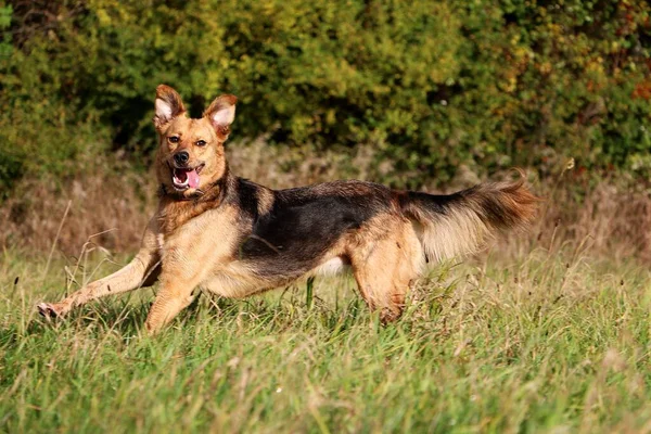 Funny Mixed Shepherd Dog Running Field — Stock Photo, Image