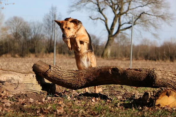 Grande Cão Pastor Misto Está Pulando Sobre Grande Tronco Árvore — Fotografia de Stock