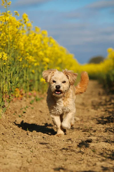 Kleine Bruine Gemengde Hond Loopt Een Koolzaad Veld — Stockfoto