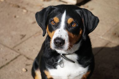 Bir appenzeller köpeğinin güzel portresi.