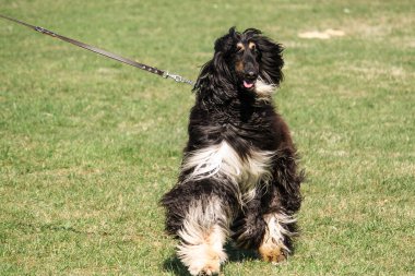 Afgan tazısı tasmayla yürüyor