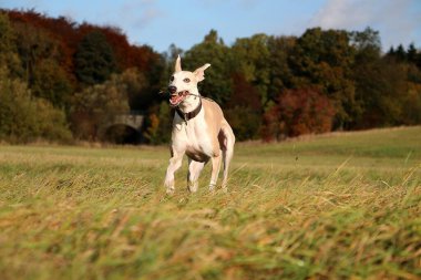 Komik kahverengi geyik köpeği ağzında bir sopayla arka planda köprüsü olan güzel bir çayırda koşar.
