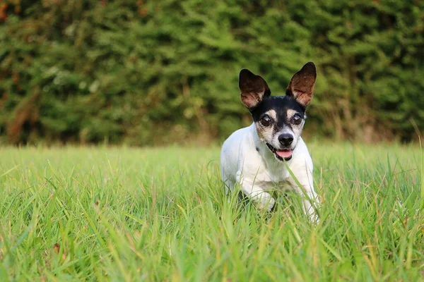 Divertido Pequeño Jack Russell Terrier Ejecuta Jardín — Foto de Stock