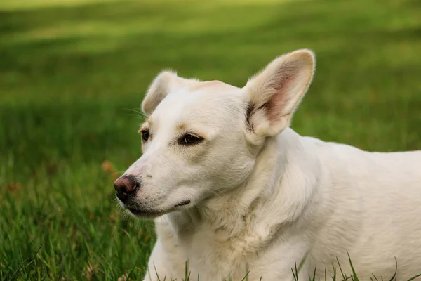 Close Hoofd Portret Van Een Gemengde Fokhond Tuin — Stockfoto