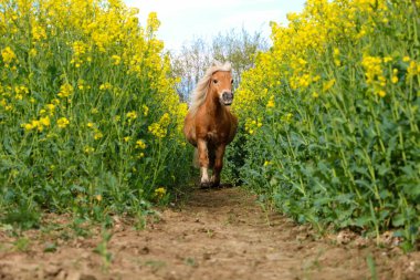 Küçük haflinger midillisi kolza tohumu tarlasında koşar