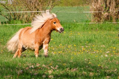 Güzel Mini Shetland midillisi çayırda koşan bir haflinger ata benziyor.