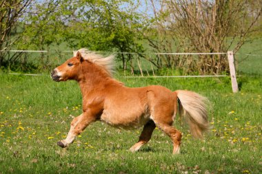 Güzel Mini Shetland midillisi çayırda koşan bir haflinger ata benziyor.