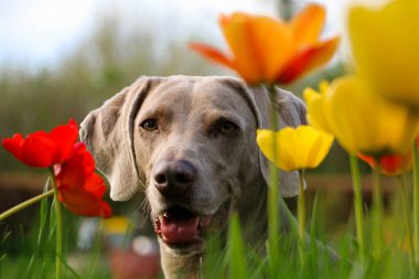 Güzel gri Weimaraner portresi Bahçedeki renkli laleler arasında