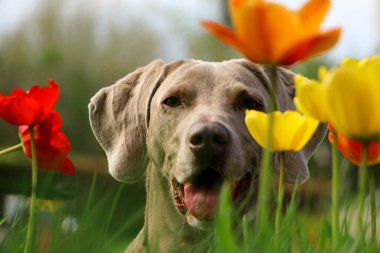 Güzel gri Weimaraner portresi Bahçedeki renkli laleler arasında