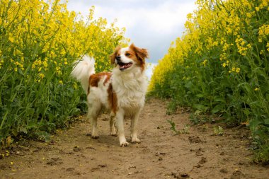 Kahverengi ve beyaz karışık köpek tecavüz tohumu tarlasında duruyor.