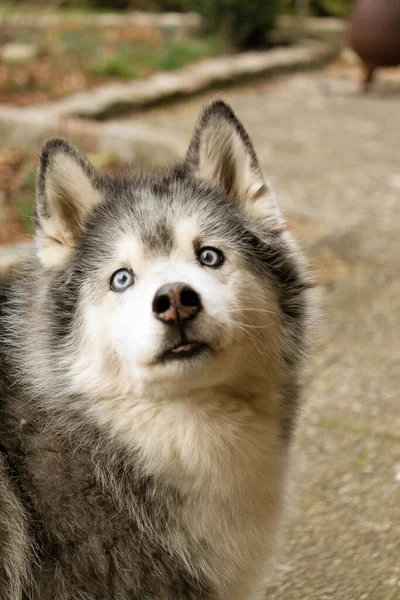 Ritratto Della Testa Vecchio Husky Giardino — Foto Stock