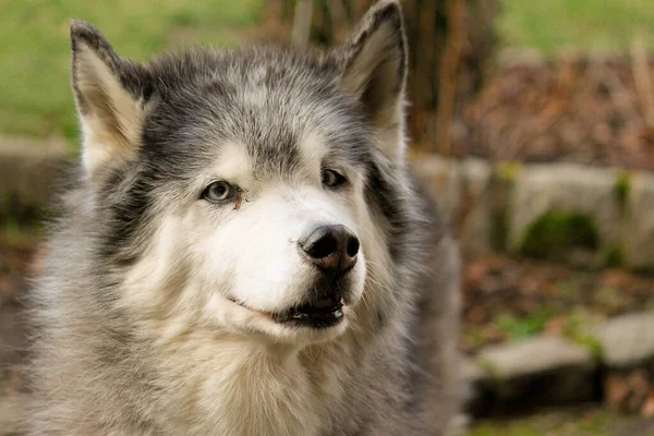 Bahçedeki yaşlı bir kurt başı portresi