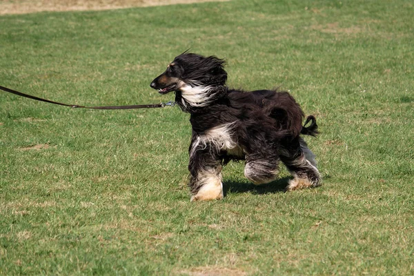 Αφγανικό Κυνηγόσκυλο Περπατά Λουρί — Φωτογραφία Αρχείου