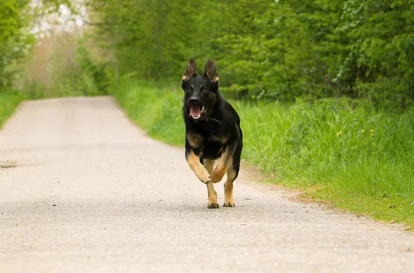 black german shepherd is running on an empty street