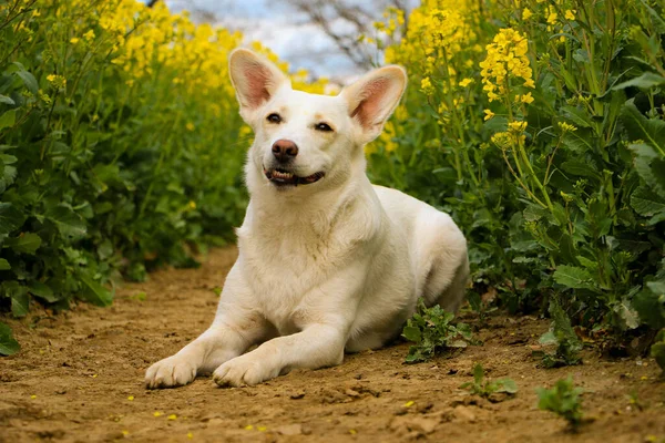 Красивая Белая Смешанная Собака Лежит Поле Семенами Рапса — стоковое фото