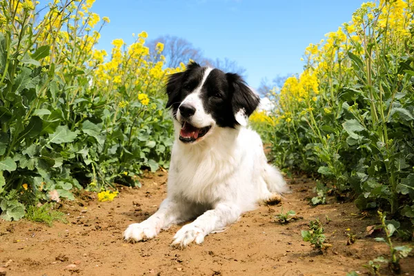 Hermoso Perro Blanco Negro Está Acostado Campo Semillas Colza —  Fotos de Stock