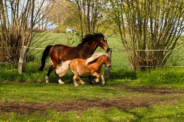 Two Different Tall Horses Running Paddock — Stock Photo, Image