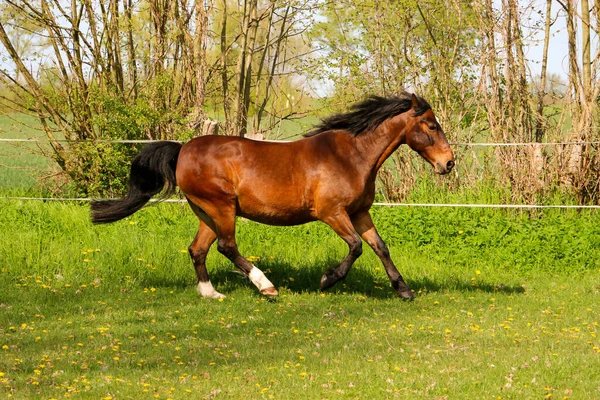 Krásná Hnědá Čtvrť Kůň Běží Výběhu — Stock fotografie