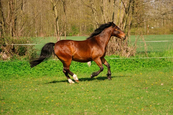 Bonito Marrom Quarto Cavalo Está Correndo Paddock — Fotografia de Stock