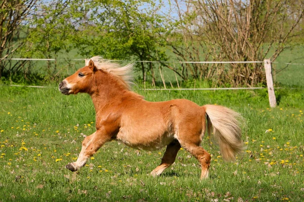 Güzel Mini Shetland midillisi çayırda koşan bir haflinger ata benziyor.