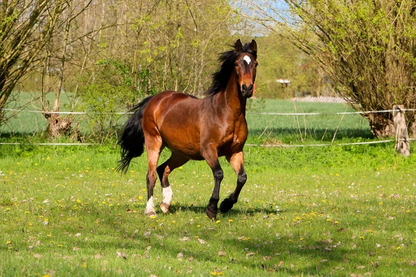 美しい茶色の四分の1馬がパドックで走っています — ストック写真