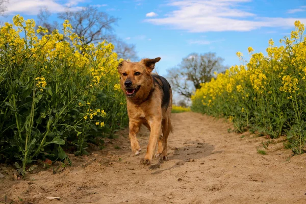 Schöne Schäferhund Mischlingshündin Läuft Auf Einem Trampelpfad Rapsfeld — Stockfoto