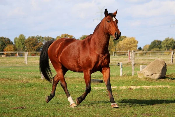 Bonito Marrom Quarto Cavalo Está Correndo Paddock — Fotografia de Stock