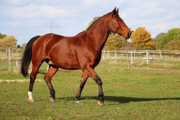 Bellissimo Cavallo Quarto Marrone Esecuzione Sul Paddock — Foto Stock