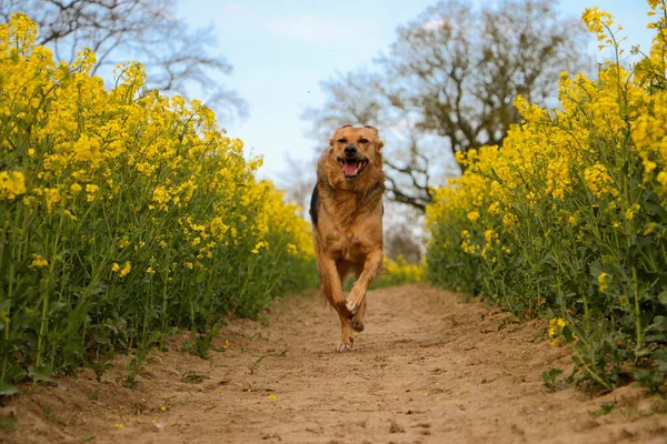 Schöne Schäferhund Mischlingshündin Läuft Auf Einem Trampelpfad Rapsfeld — Stockfoto