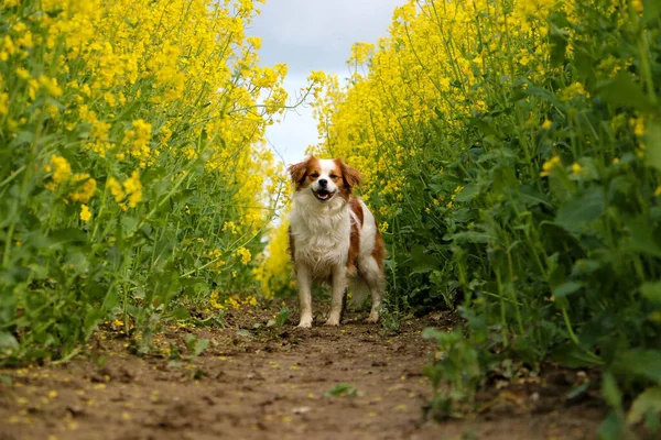 Braunweißer Mischlingshund Steht Einem Rapsfeld — Stockfoto