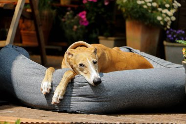 Güzel Galgo gün ışığında terasta, yatakta yatıyor.