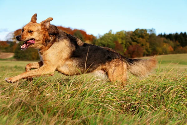 Güzel Melez Alman Çoban Köpeği Tarlada Koşuyor — Stok fotoğraf