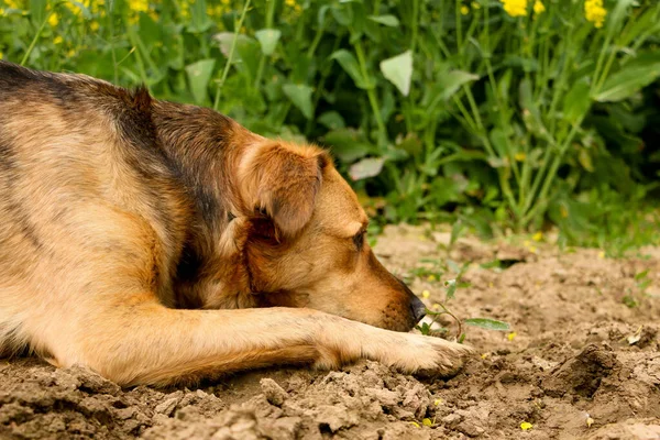 Hermoso Pastor Mixto Perro Está Acostado Arena Durmiendo —  Fotos de Stock