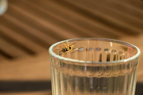 Close Bee Glass Rim — Stock Photo, Image