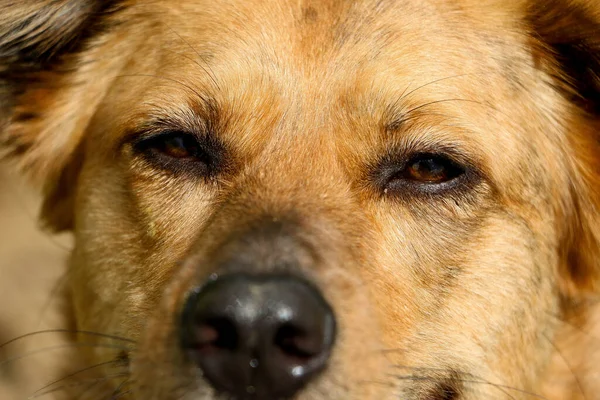 Extreem Close Hoofd Portret Van Een Duitse Herder Hond — Stockfoto