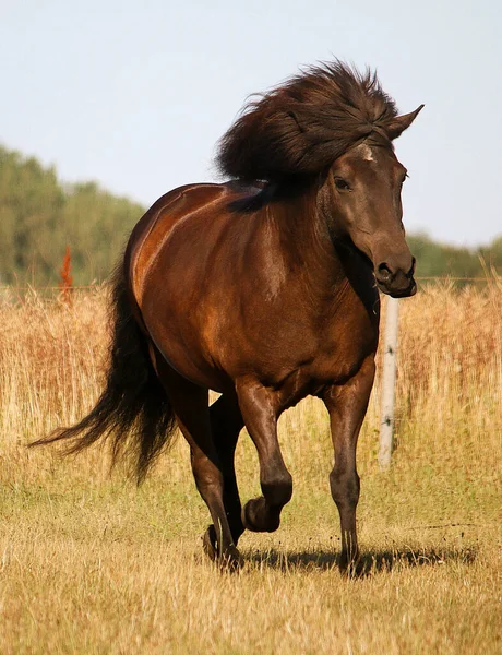 暗いアイスランドの馬がパドックで走っています — ストック写真
