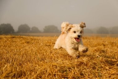 Güzel havan köpeği bir sakal tarlasının üzerinde koşuyor.