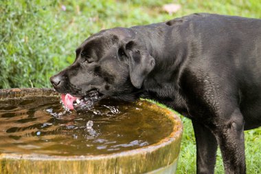 Siyah labrador bahçede duruyor. İçi temiz su dolu ahşap bir fıçıda.