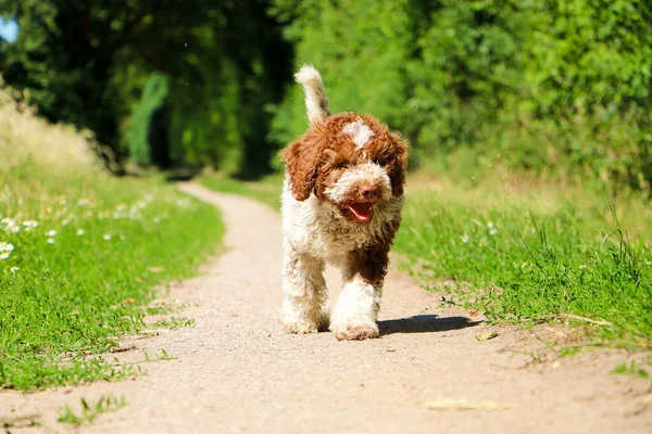 Mały Piękny Włoski Waterdog Szczeniak Jest Chodzenie Małej Drodze Ogrodzie — Zdjęcie stockowe
