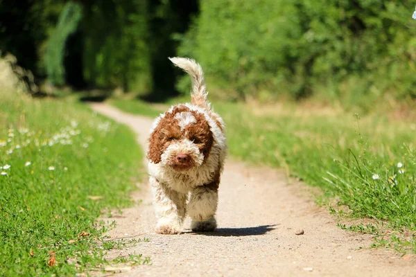 Pequeño Hermoso Cachorro Perro Acuático Italiano Está Caminando Pequeño Camino — Foto de Stock