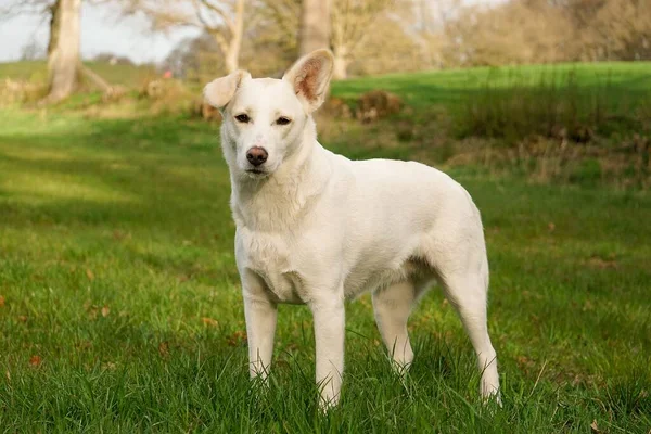 Schöner Weißer Schäferhund Mischling Steht Auf Einem Feld — Stockfoto