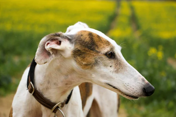 Hermoso Retrato Cabeza Vista Lateral Galgo Campo Semillas Colza — Foto de Stock