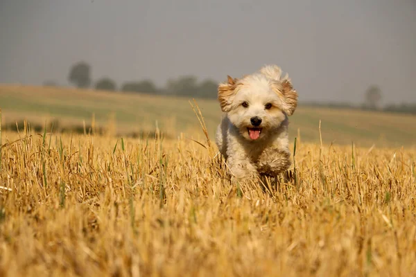 Hermoso Perro Havanese Está Corriendo Sobre Campo Rastrojos —  Fotos de Stock