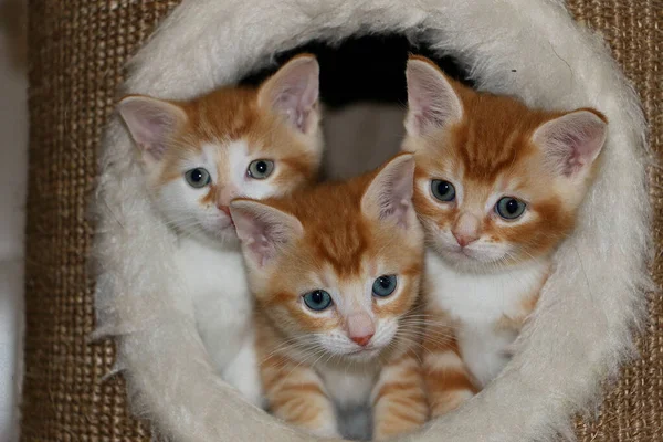 three red and white haired kitten are sitting together in a scratching post
