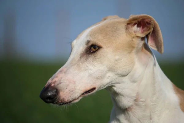 Hermoso Retrato Cabeza Vista Lateral Galgo Campo Semillas Colza — Foto de Stock