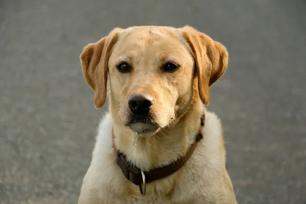 Mooie Gele Labrador Retriever Hoofd Portret Tuin — Stockfoto