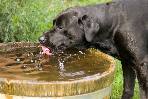 Black Labrador Standing Garden Wooden Barrel Full Fresh Water Drinking — Stock Photo, Image